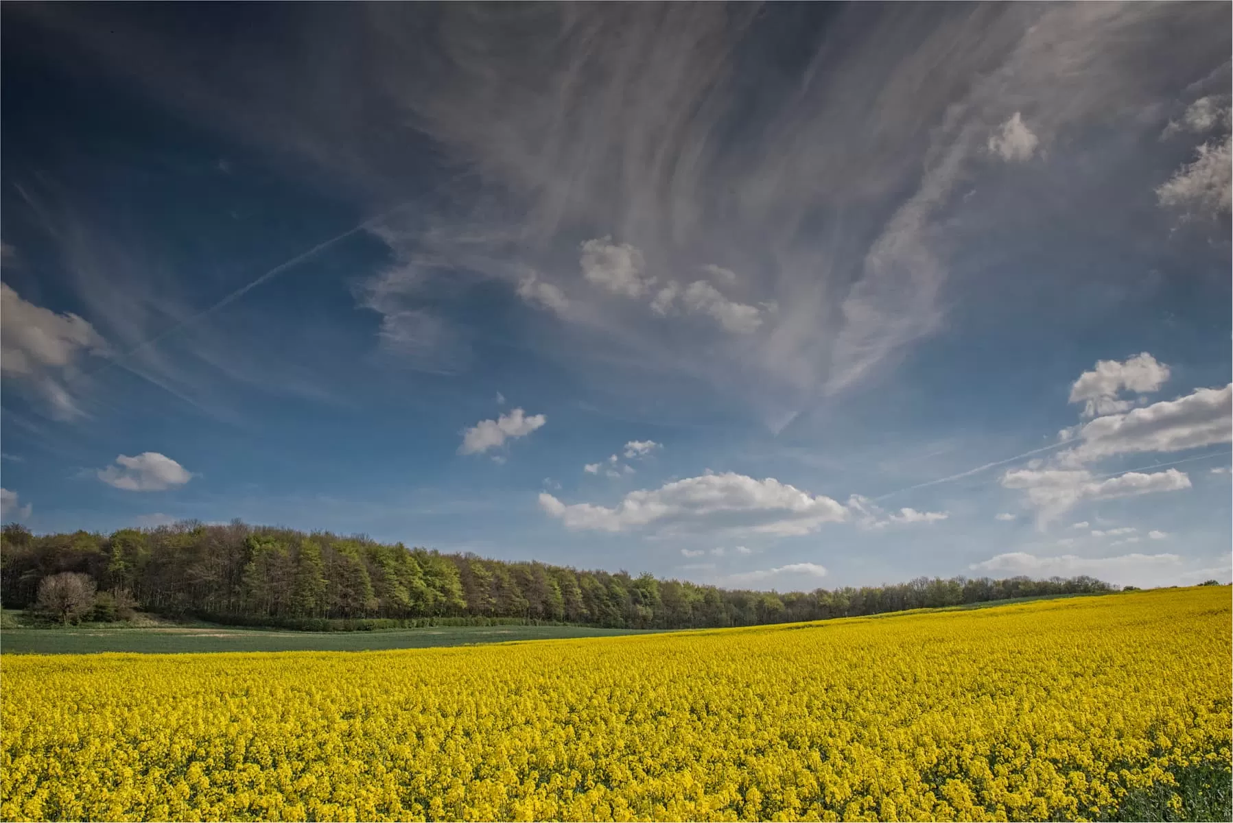 field with yellow flowers