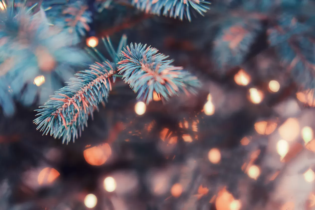 A branch of a Christmas tree decorated with garland lights